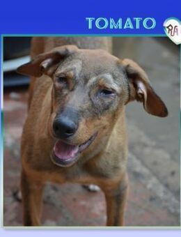 Tomato - Nadel im Heuhaufen gesucht! - Alfeld (Leine)