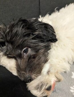 Hund zu verkaufen - Crailsheim