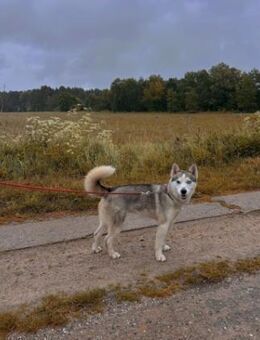 Husky sucht Outdoor Fan und Liebhaber - Ueckermünde