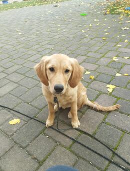 Golden Retriever Hündin 6Monate - Röderland