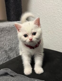 Bkh kitten - Aachen
