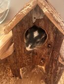 Rennmäuse ganz günstig zu verkaufen in 30900