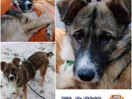 FLOCKI * liebt seine Hundefreunde - Duisburg