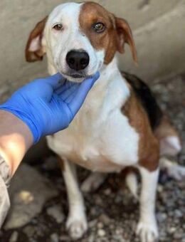 CHiDERA spielt gern mit Kindern❤️ - Mylau