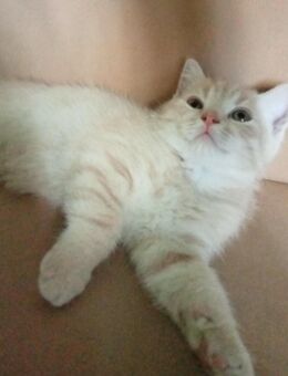 Reinrassige Kitten - Neuwied