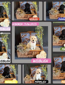 Königspudel/Grosspudel Welpen, ein ganz besonderer exklusiver Wurf mit Therapie geeigneten Welpen - Teublitz