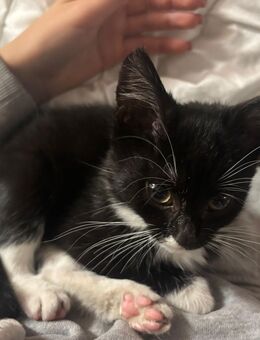 BKH Weibchen - Essen