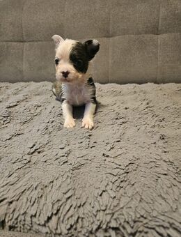 Französische Bulldogge welpen abzugeben - Altötting