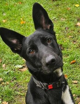 Black / Sean sensibler Herzenshund - Burgstetten