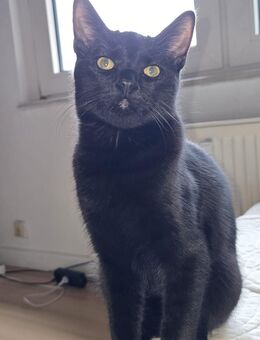 Britisch kurz haare kater mix.Singapura kitten - Gelsenkirchen