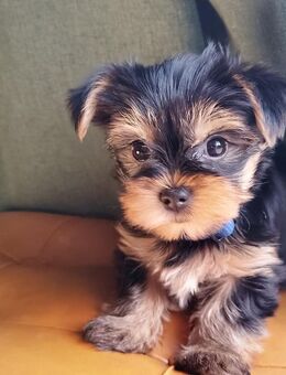 Wunderschöne Yorkshire Terrier Mädchen - Marsberg