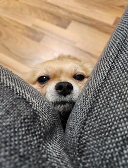 Chihuahua Rüde - Wangen (Allgäu) Zentrum