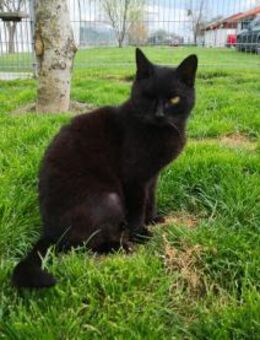 Piratenmädchen Sarkany sucht Zuhause! - Walluf