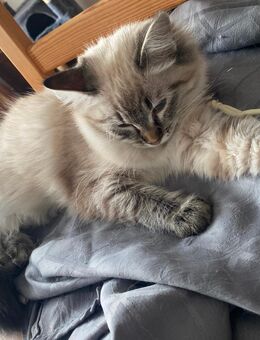 Babykatze zu verkaufen - Balingen