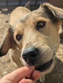 UMI- zauberhafte, ruhige & sanfte Hündin - Kallmünz