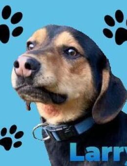 Junghund LARRY - Gefrees