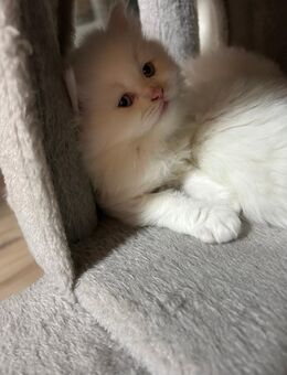 Perserkatzen - Herzogenrath