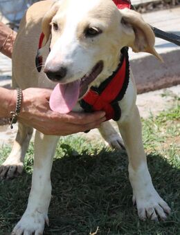 Milo sucht sein Glück - Berlin