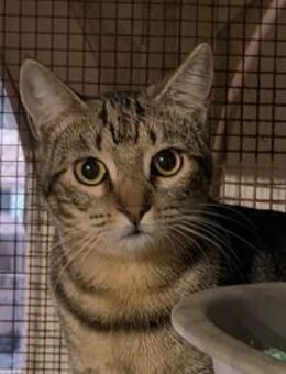 Hübsche Lucia sucht DICH! - Walluf