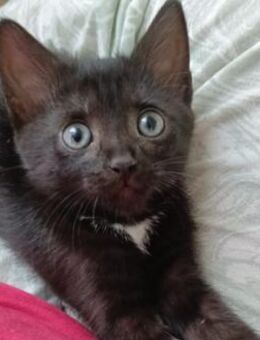 BLECKY - liebe, anhängliche Jungkatze - Kallmünz