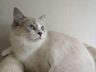 Ragdoll Kitten/letzte Mädchen - Gochsheim