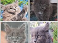 Kitten, Katerchen - Bad Saulgau Zentrum