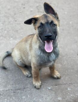 Malamute Malinois Welpen - Bad Frankenhausen (Kyffhäuser)