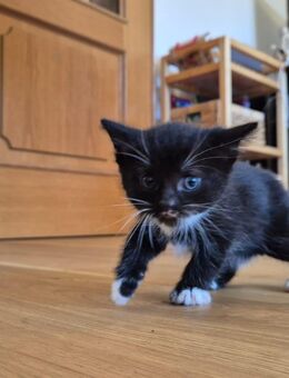 Zwei süße Kitten abzugeben - Lübs
