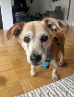 Kleine - SUSI - wartet in Essen / NRW... - Kempen