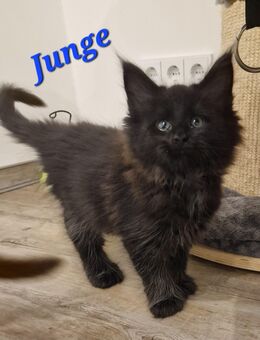 Maine Coon Kitten kleine Flauschkugeln - Westerkappeln