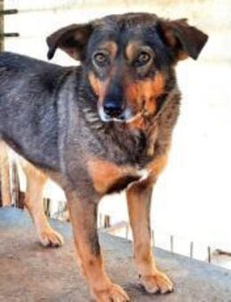 Kuki sucht ein Zuhause - München