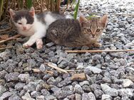 Babykatze Kitte abzugeben - Weihmichl