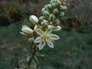 Albuca longibracteata - schwangere Zwiebel, 5 blühfähige Zwiebeln im Topf - €10 - Kalbe (Milde) Jeetze