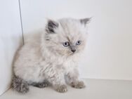 Abgabebereit BKH & BLH Britisch kurzhaar langhaar Kitten blue point - Ingolstadt