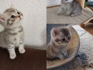Abgabebereit 3 hübsche reinrassige BKH Kätzchen Kitten - Welzheim