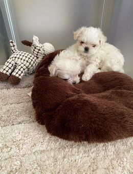 Bezaubernde Malteser Welpen - Plettenberg Zentrum