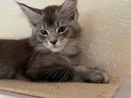 Maine Coon Kitten mit Stammbaum - Käbschütztal