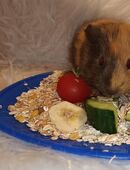 Meerschweinchen "Jonna" in 24852