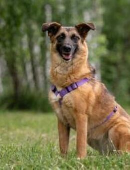 Ruhige Malta sucht perfektes Zuhause - Duisburg