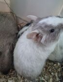 3 Degu Mädchen abzugeben (reserviert bis 4.1.26) in 21039