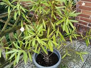 Oleander elfenbein - Barsinghausen