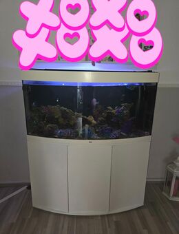 Salzwasser Aquarium 250 liter komplett - Dortmund