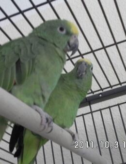 Suche dringend meine Surinamamazone und meine Blaustirnamazone mit gelbem Fleck - Bremen