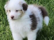 Australian shepherd welpen - Schwäbisch Gmünd