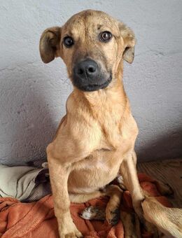 Muffin - er ist einfach zauberhaft - Höchst (Odenwald)