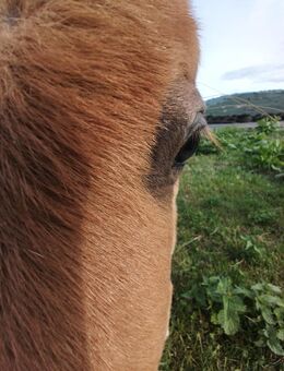 Rehe-Pony/Rehe-Pferd gesucht - Nieden