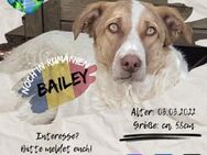 BAILEY - eine Freundin für euer Leben! - Waakirchen