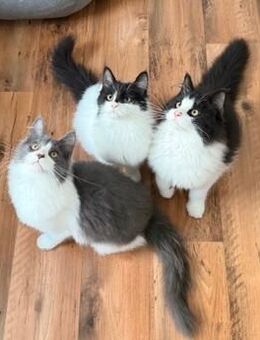 XXL Maine Coon Kitten suchen neues liebevolles Zuhause - Göppingen