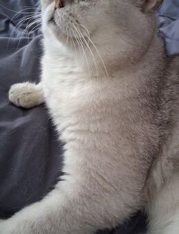 Zwei liebevolle Hauskater (Perser & BKH, 3 Jahre) suchen zusammen neues Zuhause - Nürnberg