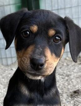 Kaela, geb. ca. 08/2025, GRIECHENAND - Euskirchen